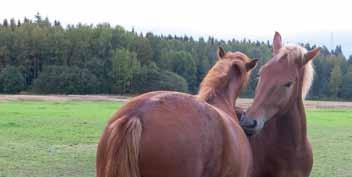 No diagrammām redzams, ka savvaļā zirgi gandrīz pusi laika izmanto barības uzņemšanai: dabā zirgi ēd ganoties, tādējādi tie uzņem barību nelielās devās, bet ļoti bieži.