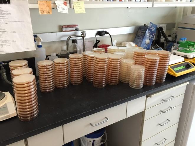 Kristin Schutz continues to be our lab manager and technician extraordinaire, pouring up to seventeen sleeves of agar plates comprising ten different media types in a single day (see picture).
