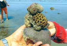 Jamnagar Excursion Marine Walk at Narara Island, Amazing Corals Gujarat December) and BPT Garden on (2 nd January 2016.) g) Dr. Archana Thite, Dr. Aashu Vajpai, Dr. Suvarna Sharma and Mr.