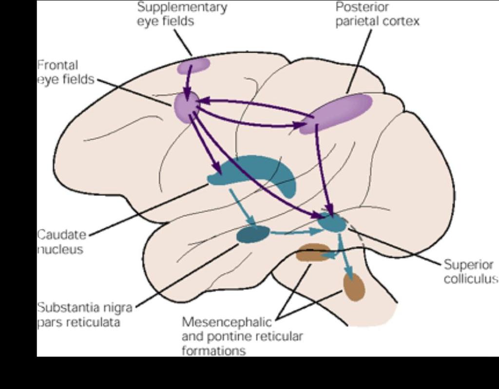 OCULAR MOTILITY (TRACKING) There are many areas of brain needed for reading: