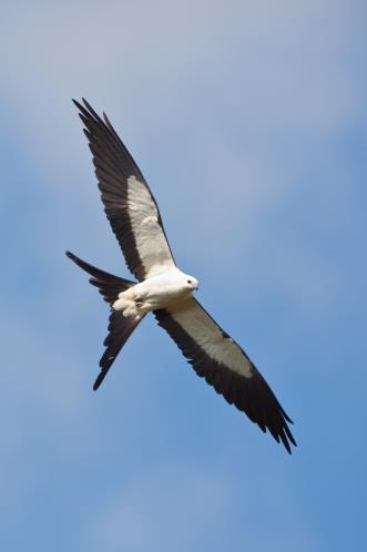 Unlike most of the migratory birds that arrive in Florida, the swallow-tailed kite comes up from Central and South America during the summer. In effect, Florida is its northern breeding grounds.