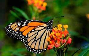 CULTURE Butterfly Garden Anartia The Butterfly Garden Anartia was created in 2006 for scientific and educational purposes given the students from elementary and high schools visit the site, receiving